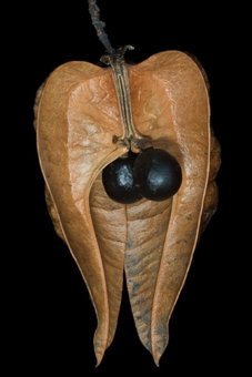 Capsule with one locule (3 valved, one removed to show shiny seeds inside) [Koelreuteria paniculata; Sapindaceae]